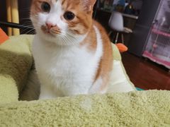 -米苏动物医院·犬猫专科·骨科外科内窥镜