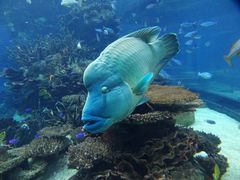 -迪拜帆船酒店海底餐厅