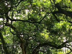 -张坝桂圆林公园