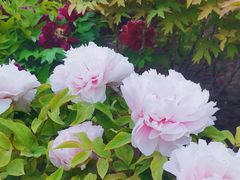 -莲花池公园