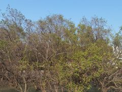 -宝安西湾红树林湿地公园