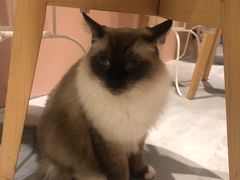 -猫儿山۰猫主题餐厅