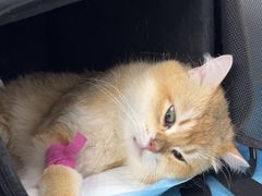 -纳吉亚猫专科动物诊疗中心(蒋宅口分院)