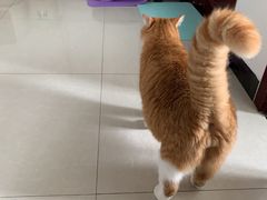 -瑞鹏宠物医院·骨科·猫科·内科(第一中心)