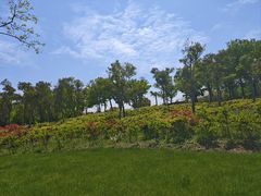 -春花秋色城市公园