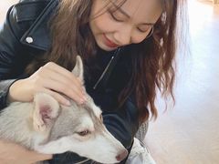 -Husky Go! 哈士奇体验馆·宠物咖啡厅狗咖