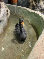 -Zoolung Zoolung动物主题公园(海信广场店)