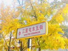 -三里屯东五街银杏大道