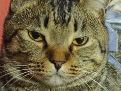 -瑞派天宁宠物医院·猫科·异宠中心