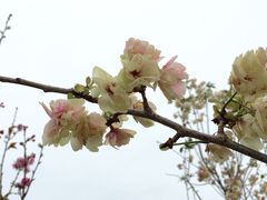 -天适樱花悠乐园