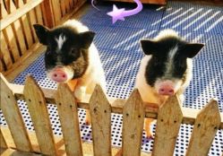 -萌宠亲子动物乐园(槐房万达店)