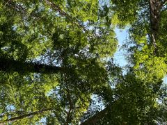 -黄海国家森林公园