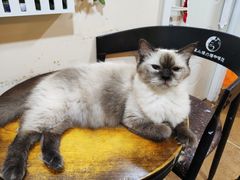 -李小姐の猫咖啡馆(五角场店)