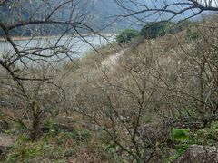 -广州市流溪河国家森林公园