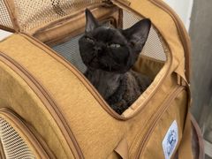 -四月宠物医院·猫专科·心脏专科·内科(转塘店)