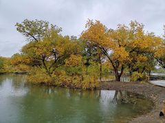 -金塔沙漠胡杨林景区