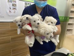 -爱侣宠医·鹦鹉专科·小型哺乳类·异宠专科(灵石路店)