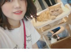 -飞行喵MR PILOT|猫舍·猫咖(静安大融城店)
