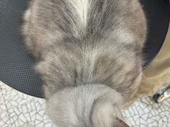 -momokira米努特·德文卷毛猫·棉花面纱犬