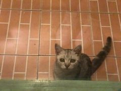 -猫咪博物馆(顶澳仔猫街店)