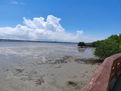 -宝安西湾红树林湿地公园