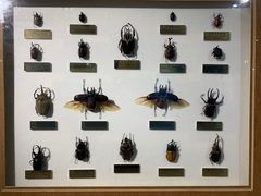 -上海昆虫博物馆