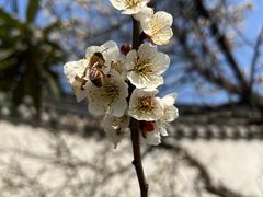 -东山风景区(洞庭东山)