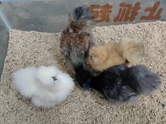 -南宫五洲植物乐园