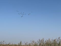 -鄱阳湖国家湿地公园