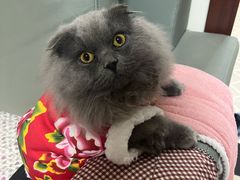 -爱佳宠物中心医院24H·CT·骨外科·猫专科(瑶海万达店)