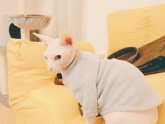 -Sweet cat·星愿猫咖(国贸大厦店)