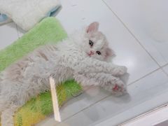 -1013 PET SHOP精品宠物商店(丁香店)
