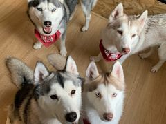 -Husky Go! 哈士奇体验馆·宠物咖啡厅狗咖