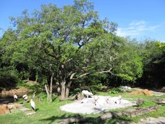 -奥兰多迪士尼动物王国乐园