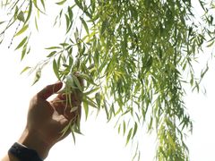 -湖南东洞庭湖国家级自然保护区