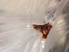 卤猪脚-金必轩(青岩店)
