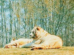 -北京野生动物园