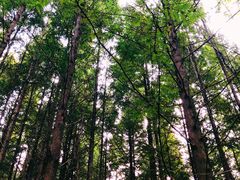 -桤木河湿地公园