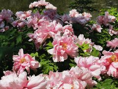 -石家庄市植物园