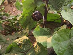 -庞各庄翠芳园西瓜蔬菜基地采摘园