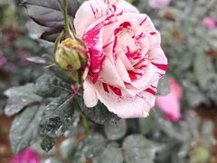 -人民公园(罗湖区)