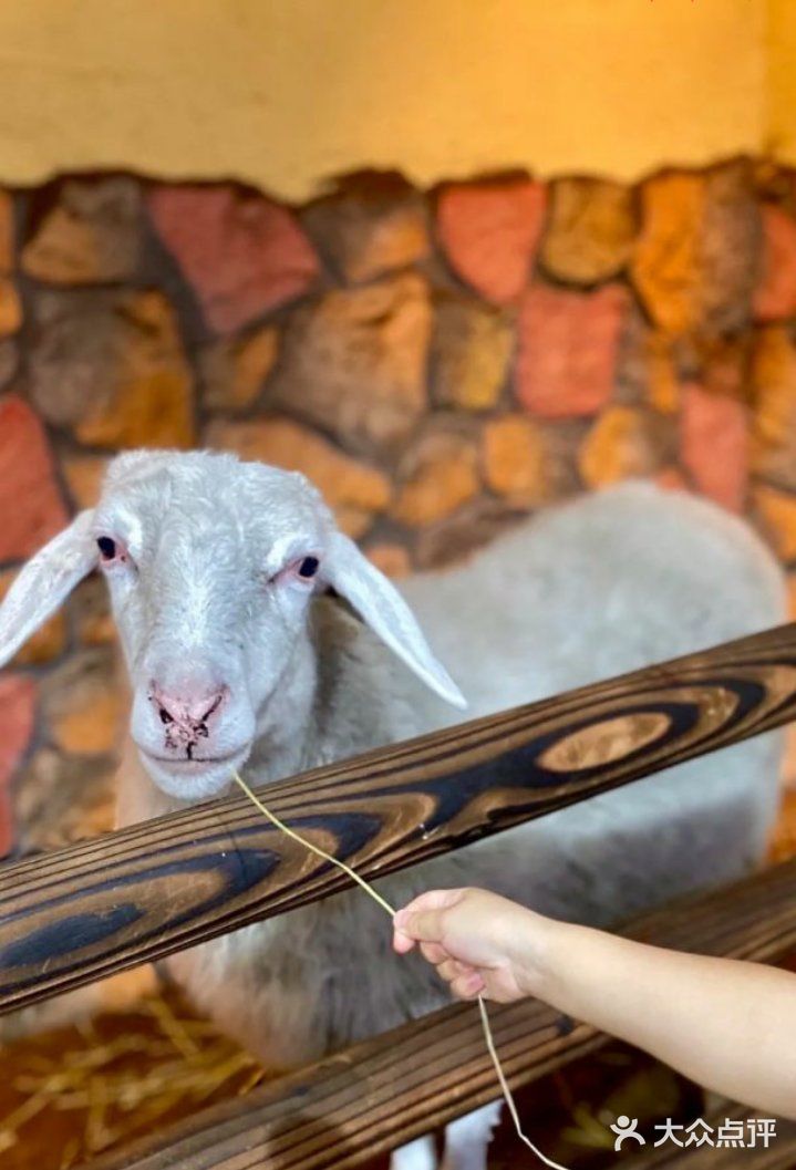 来上海！体验室内动物园之旅