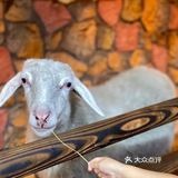 来上海！体验室内动物园之旅