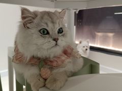 -怪兽屋·羊驼·猫咖·狗咖(俊华广场店)