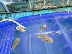 -蓝湾碧波·老字号·疍家非遗海上餐厅