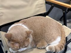 -伟伟宠物医院·CT影像中心·瑞派犬猫综合性门诊(汉口总院)