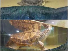 -上海大自然野生昆虫馆(东方明珠·爬宠昆虫探索中心)