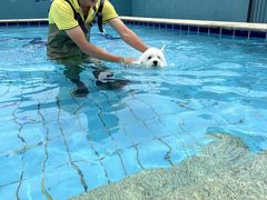 -趣玩宠物乐园寄养训犬训狗游泳池