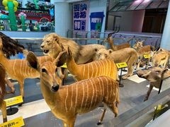 -正佳雨林生态植物园