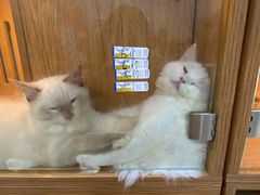 -叮叮猫咪生活馆